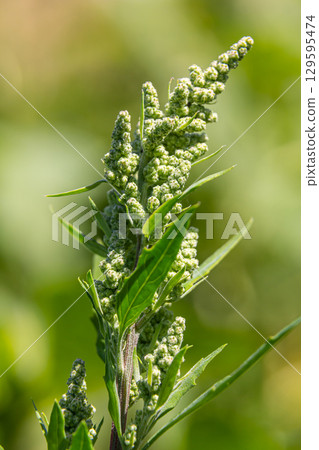 Chenopodium album, edible plant, common names include lamb's quarters, melde, goosefoot, white goosefoot, wild spinach, bathua and fat-hen 129595474