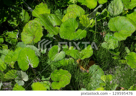 Coltsfoot or tussilago farfara is a perennial herb used in folk medicine 129595476