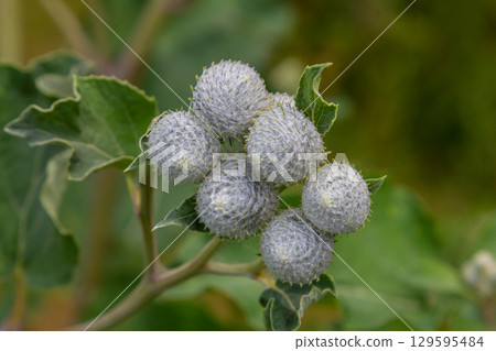 Arctium tomentosum, commonly known as the woolly burdock is a species of burdock belonging to the family Asteraceae 129595484