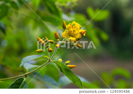 Lysimachia vulgaris flower, the garden loosestrife, yellow loosestrife, or garden yellow loosestrife, blooming in summer. Beautiful yellow floral background 129595486