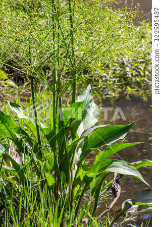Phreatophyte. American water plantain Alisma plantago-aquatica in swampy-forest river water. Northeast Europe grow on river bank washed away by current, spring water erosion 129595487