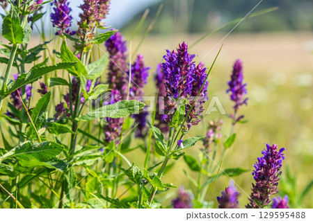 Salvia nemorosa, forest sage, beautiful bright color, violet blue flowers in bloom, muscadine flowering ornamental plants in the garden 129595488