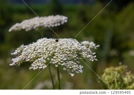 Daucus carota known as wild carrot blooming plant Daucus carota known as wild carrot blooming plant 129595495