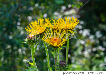 Elecampane flowers blooming, Inula helenium, with green leaves background Elecampane flowers blooming, Inula helenium, with green leaves background 129595498