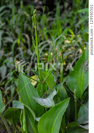 Phreatophyte. American water plantain Alisma plantago-aquatica in swampy-forest river water. Northeast Europe grow on river bank washed away by current, spring water erosion 129595501