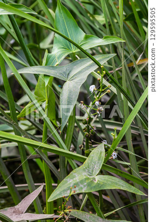 The wild aquatic plant Sagittaria sagittifolia grows in slow-flowing water 129595505