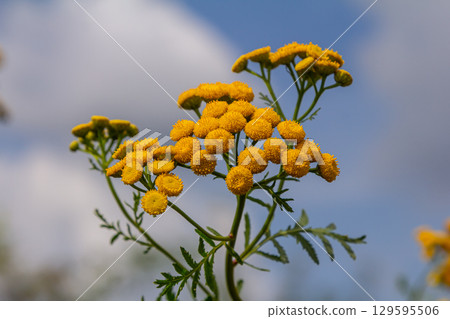 Tansy Tanacetum vulgare wild plant in summer Tansy Tanacetum vulgare wild plant in summer 129595506