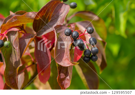 Cornus sanguinea is a perennial plant of the sod family. A tall shrub with small flowers and black inedible berries. Turf-well is grown as an ornamental plant Cornus sanguinea is a perennial plant of the sod family. A tall shrub with small flowers and black inedible berries. Turf-well is grown as an ornamental plant 129595507
