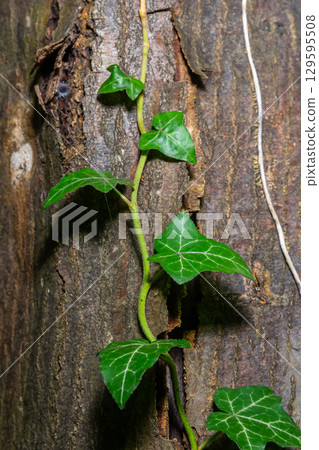 Fresh bright green leaves of ivy Hedera helix on grey-brown tree bark Fresh bright green leaves of ivy Hedera helix on grey-brown tree bark 129595508