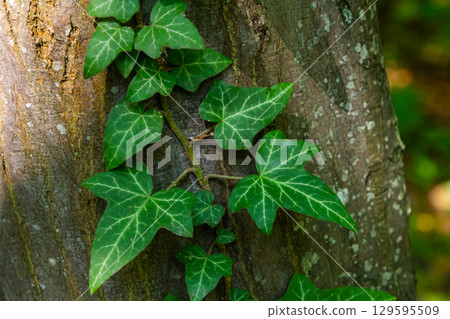Fresh bright green leaves of ivy Hedera helix on grey-brown tree bark 129595509