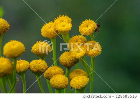 Tansy Tanacetum vulgare wild plant in summer Tansy Tanacetum vulgare wild plant in summer 129595510
