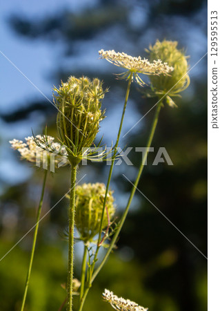Daucus carota known as wild carrot blooming plant Daucus carota known as wild carrot blooming plant 129595513