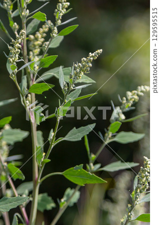 Chenopodium album, edible plant, common names include lamb's quarters, melde, goosefoot, white goosefoot, wild spinach, bathua and fat-hen Chenopodium album, edible plant, common names include lamb's quarters, melde, goosefoot, white goosefoot, wild spinach, bathua and fat-hen 129595515