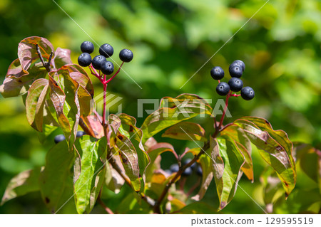 Cornus sanguinea is a perennial plant of the sod family. A tall shrub with small flowers and black inedible berries. Turf-well is grown as an ornamental plant 129595519