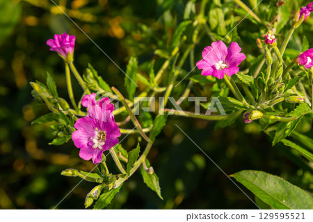 willow-herb epilobium hirsutum during flowering. Medicinal plant with red flowers willow-herb epilobium hirsutum during flowering. Medicinal plant with red flowers 129595521