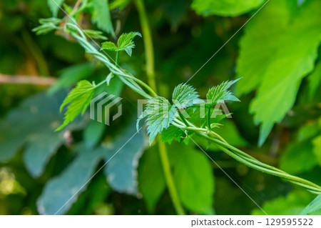 hop leaves. Humulus. green leaves of a climbing plant. natural autumn background, leaves close up. light, bright hop leaves. hop leaves. Humulus. green leaves of a climbing plant. natural autumn background, leaves close up. light, bright hop leaves. 129595522