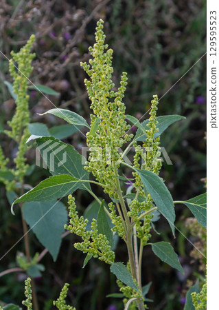 Chenopodium album, edible plant, common names include lamb's quarters, melde, goosefoot, white goosefoot, wild spinach, bathua and fat-hen Chenopodium album, edible plant, common names include lamb's quarters, melde, goosefoot, white goosefoot, wild spinach, bathua and fat-hen 129595523