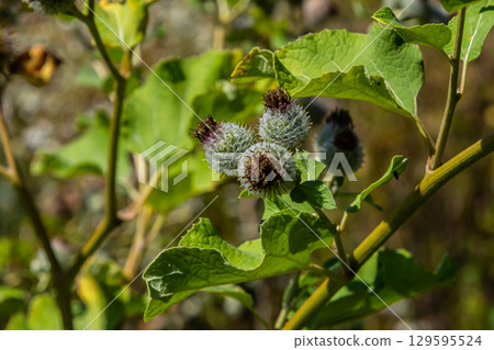 Arctium tomentosum, commonly known as the woolly burdock is a species of burdock belonging to the family Asteraceae Arctium tomentosum, commonly known as the woolly burdock is a species of burdock belonging to the family Asteraceae 129595524