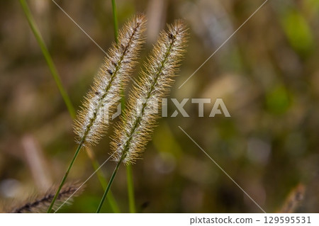 Setaria pumila in autumn in a wild field 129595531