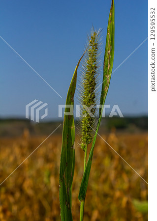 Setaria pumila in autumn in a wild field Setaria pumila in autumn in a wild field 129595532