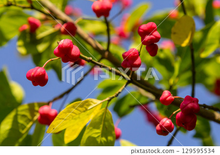 European Spindle Euonymus europaea in park. Red Cascade An autumnal close up image of the deciduous shrub euonymus europaeus 129595534