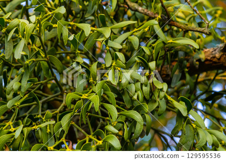 green branches of white mistletoe close-up, Viscum album, Santalaceae, symbol romance, fertility, and vitality, hemiparous plant, tree killer, spring pruning of trees, white mistletoe on tree branches green branches of white mistletoe close-up, Viscum album, Santalaceae, symbol romance, fertility, and vitality, hemiparous plant, tree killer, spring pruning of trees, white mistletoe on tree branches 129595536