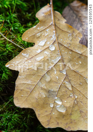 Early pearl dew drops on autumn dry oak leaves in sunny day 129595543