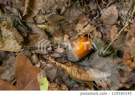 Autumn background fallen oak leaves and ripe acorns lie on the forest ground. Quercus robur, commonly known as petiolate oak, European oak Autumn background fallen oak leaves and ripe acorns lie on the forest ground. Quercus robur, commonly known as petiolate oak, European oak 129595545