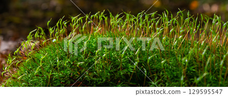 Moss Atrichum undulatum close up shot local focus 129595547