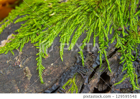 Old tree stump covered with moss. Stump Old tree stump covered with moss. Stump 129595548