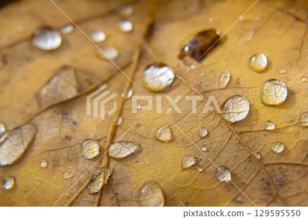 Early pearl dew drops on autumn dry oak leaves in sunny day 129595550
