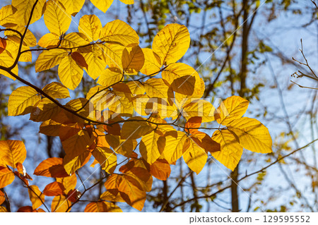 Autumn coloured beech leaves on a grey background in a forest. Autumn nature Autumn coloured beech leaves on a grey background in a forest. Autumn nature 129595552