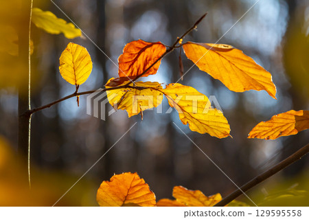 Autumn coloured beech leaves on a grey background in a forest. Autumn nature Autumn coloured beech leaves on a grey background in a forest. Autumn nature 129595558