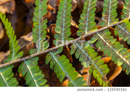 Worm fern, Dryopteris filix-mas, is a poisonous forest plant that is also used as a medicinal plant Worm fern, Dryopteris filix-mas, is a poisonous forest plant that is also used as a medicinal plant 129595562