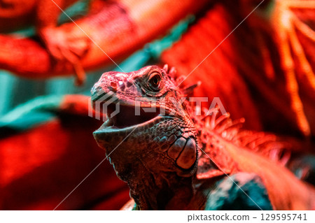 beautiful iguana lizard 129595741