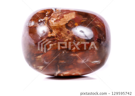 Macro mineral stone ground petrified tree on white background 129595742