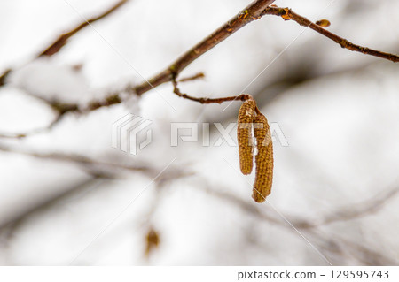 branches of trees covered with snow and drops of water branches of trees covered with snow and drops of water 129595743