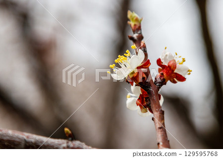 beautifully flowering cherry branches on which the bees sit beautifully flowering cherry branches on which the bees sit 129595768