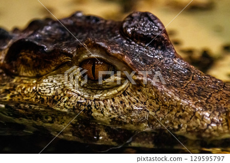 krakodil eyes smooth-eyed caiman 129595797