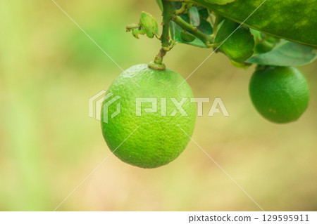 Lime, green fruit, sour taste, is a plant, classified in the genus Citrus 129595911
