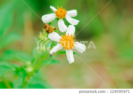 biden alba The roadside is blooming beautifully.biden alba But if the flowers are dry, they will be hard seed stalks with sharp forks that stick to clothes. 129595971