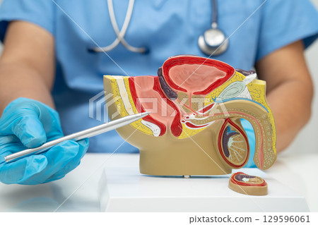 Male reproductive system, Asian doctor holding human anatomy model for study diagnosis and treatment in hospital. 129596061