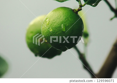 Lime, green fruit, sour taste, is a plant, Lime, green fruit, sour taste, is a plant, 129596071