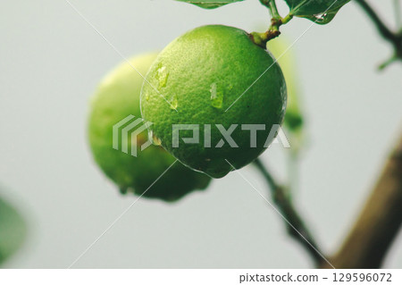 Lime, green fruit, sour taste, is a plant, 129596072