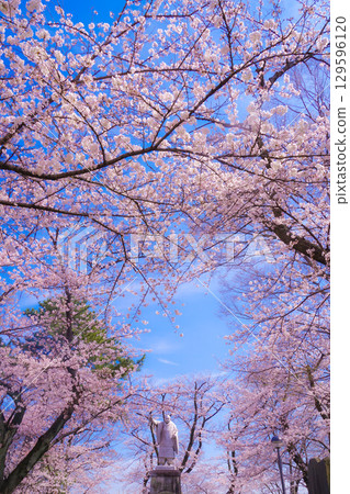 Sakura in full bloom at Ikegami Honmonji Temple Sakura in full bloom at Ikegami Honmonji Temple 129596120