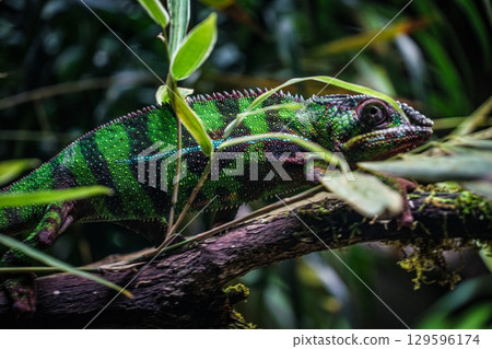 Chameleon lurking in the jungle 129596174