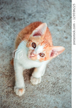 A baby orange cat is looking at something of interest. A baby orange cat is looking at something of interest. 129596225
