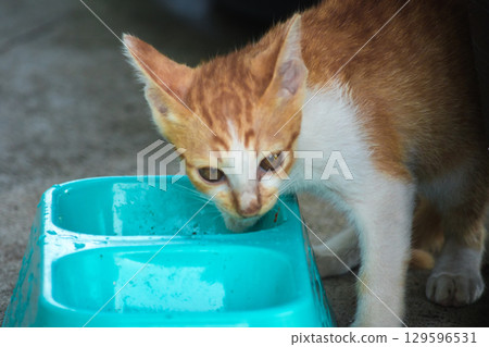 A baby orange cat eats from a bowl. A baby orange cat eats from a bowl. 129596531
