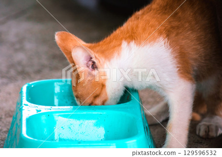 A baby orange cat eats from a bowl. 129596532