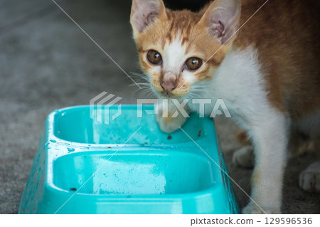 A baby orange cat eats from a bowl. 129596536